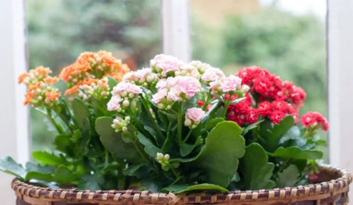 KALANCHOE 