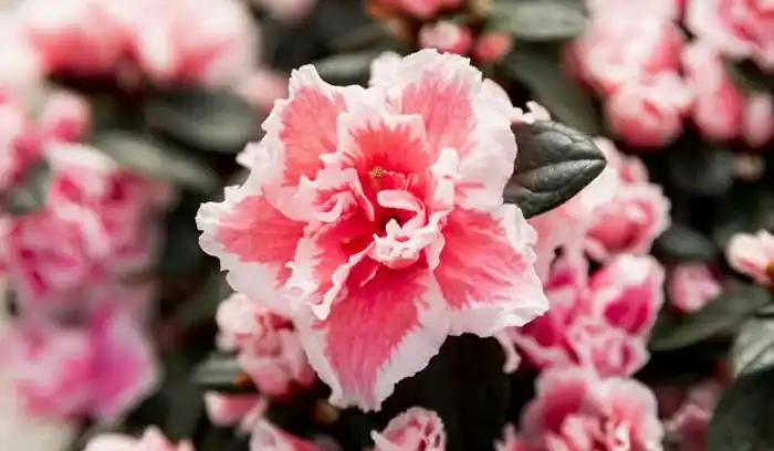 China Pinks (Dianthus chinensis)