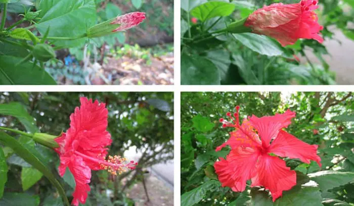 Hibiscus Bush vs Tree