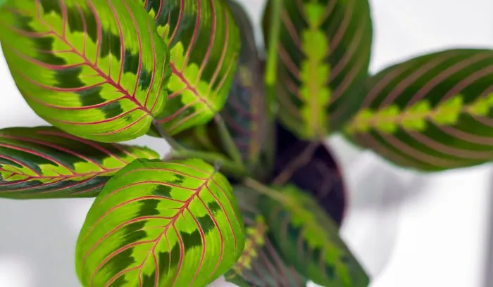 PRAYER PLANT