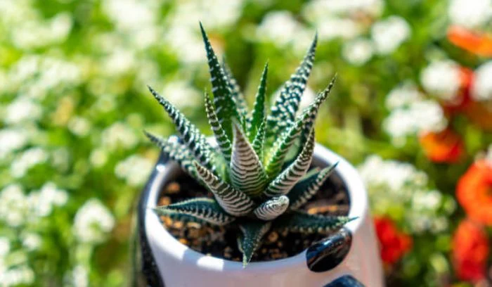 HAWORTHIA