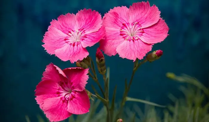 Cheddar Pinks (Dianthus gratianopolitanus)