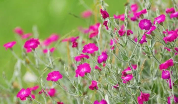 Rose Campion (Lychnis coronaria)