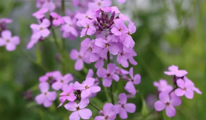 Dame’s Rocket (Hesperis matronalis)