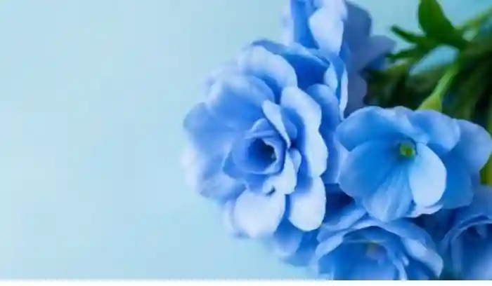 Blue Flowers Meaning 