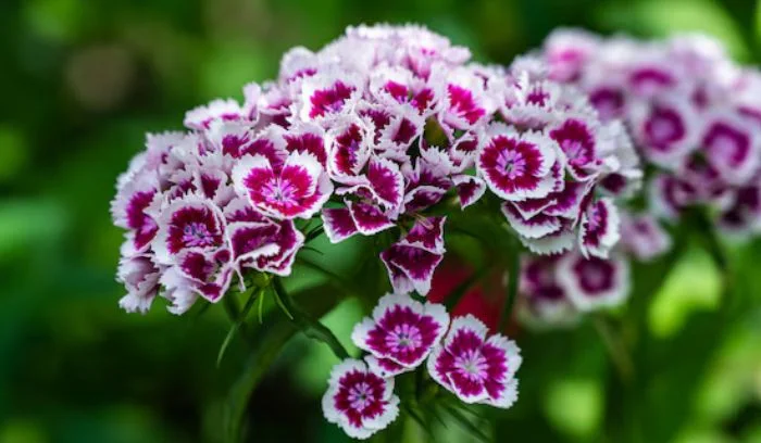 Sweet Williams (Dianthus barbatus)