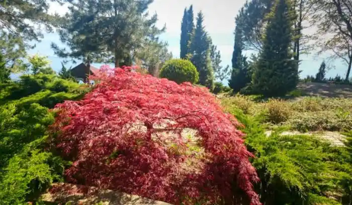 Bloodgood Japanese Maple