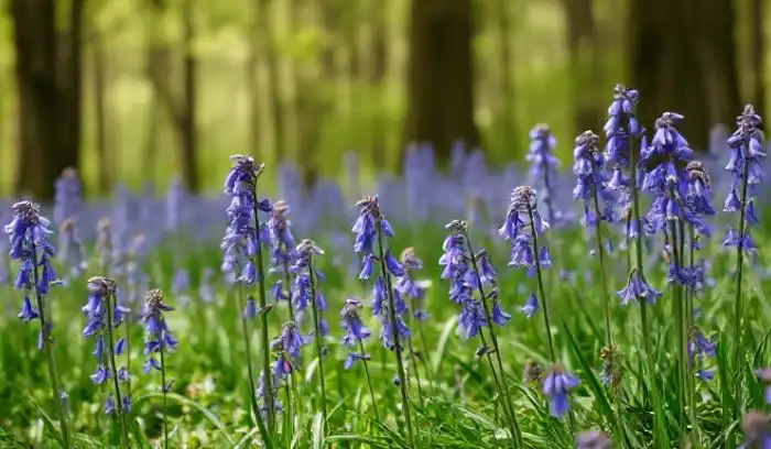 Blue Flowers Meaning 