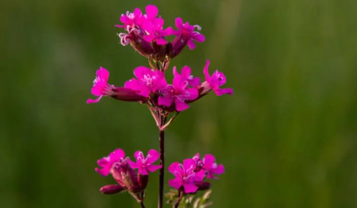 Catchfly (Silene)