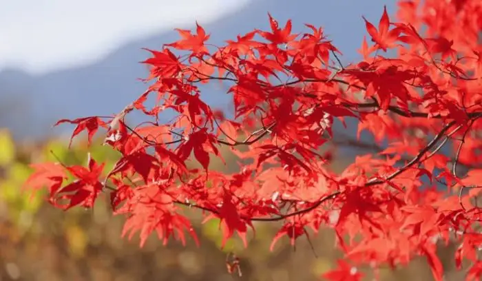 Emperor One Japanese Maple