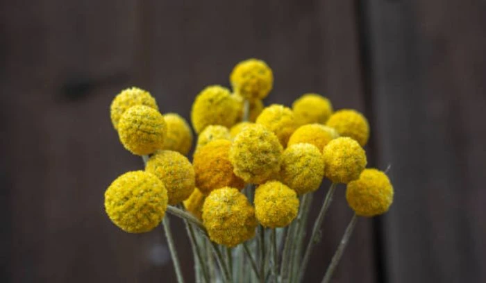 Drumstick Flower (Craspedia globosa)