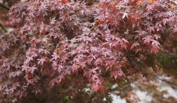 Crimson Queen Japanese Maple