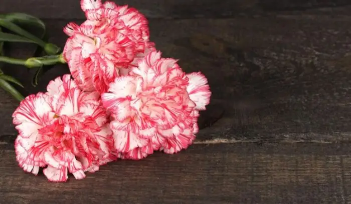  Florist’s Carnation (Dianthus caryophyllus)