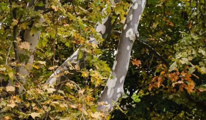 Coral Bark Japanese Maple