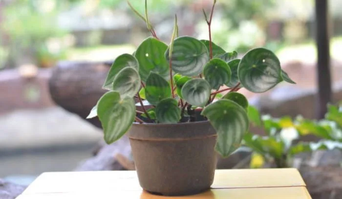 WATERMELON PEPEROMIA 