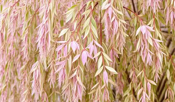 Willow Tree with Pink Flowers