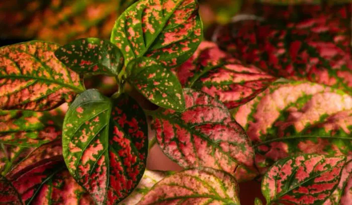 POLKA DOT PLANT 