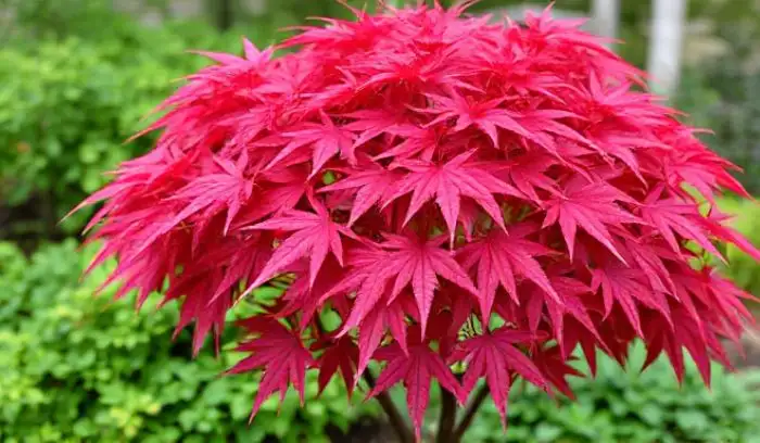 Red Dragon Japanese Maple