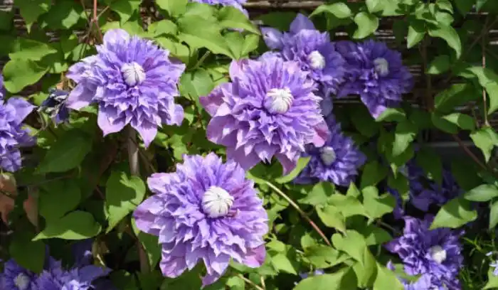 Blue Clematis