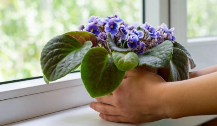 AFRICAN VIOLET