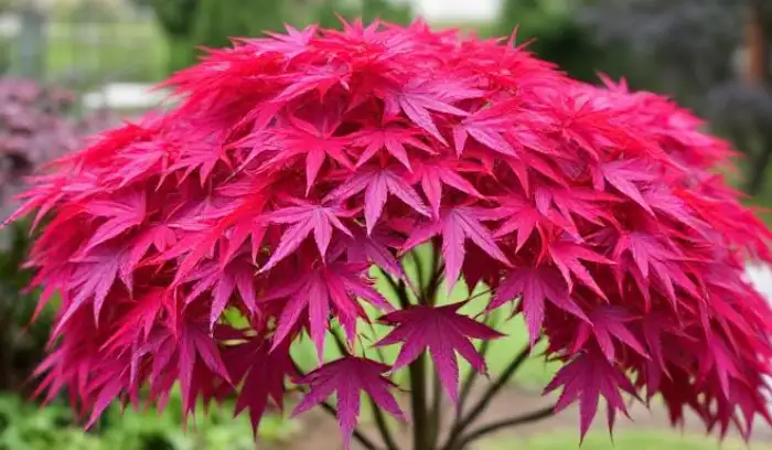 Tamukeyama Japanese Maple