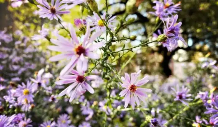 Blue aster