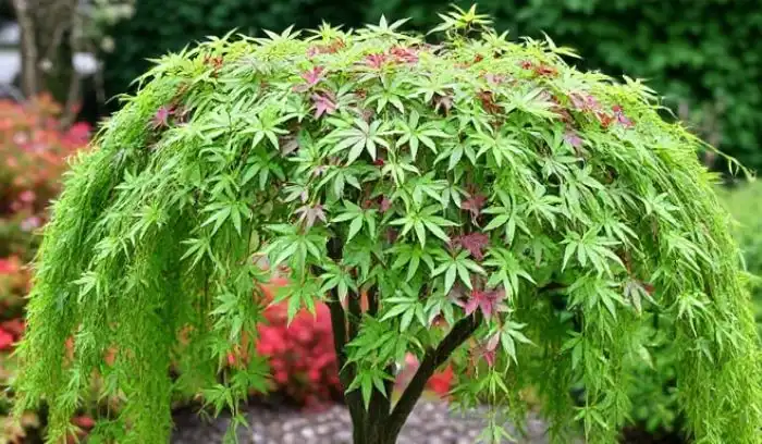 Weeping Viridis Japanese Maple