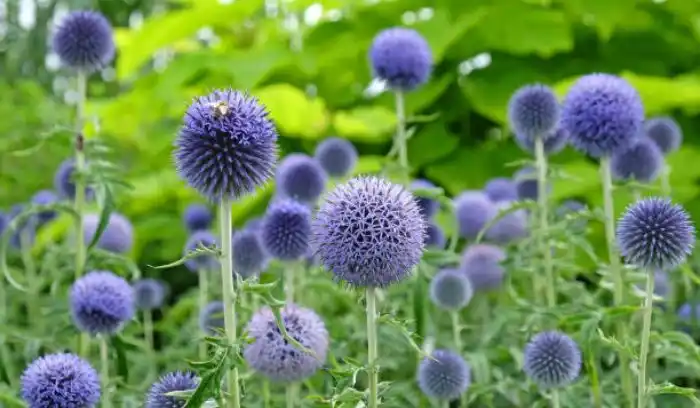 Blue globe thistle