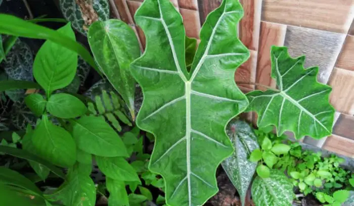 ALOCASIA