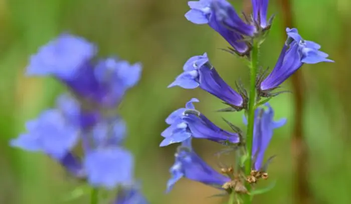 Blue lobelia