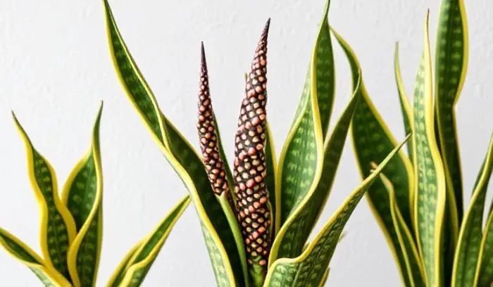 SNAKE PLANT 