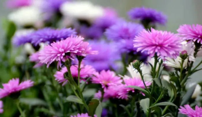 Blue chrysanthemum