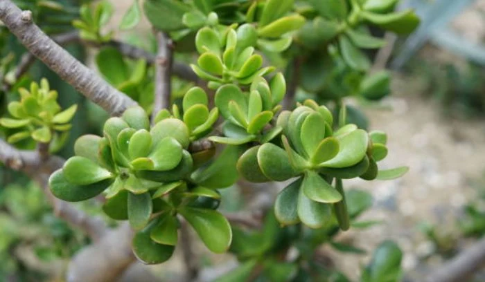 JADE PLANT 