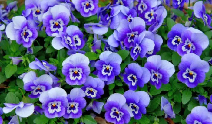 Blue pansies