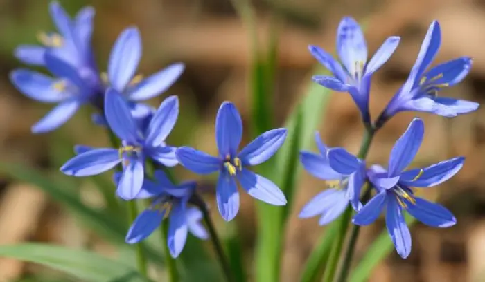 Blue scilla