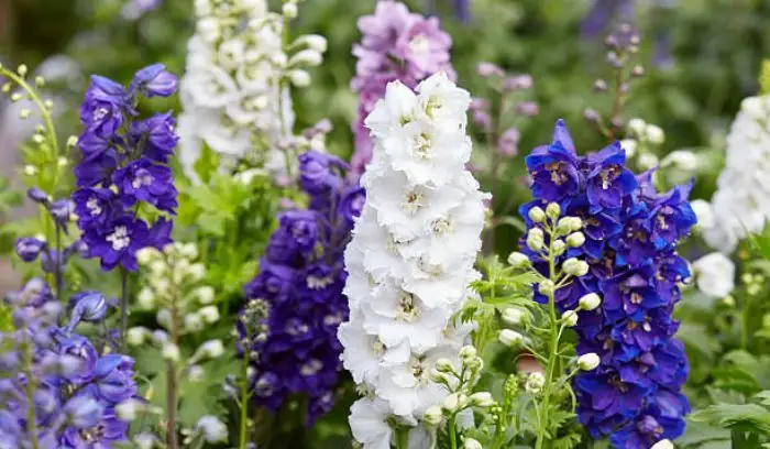 Blue delphiniums