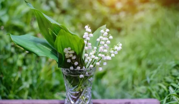 Plants That Look Like Lily of the Valley