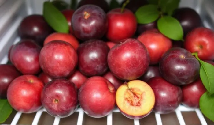 How to Tell if Plums Have Gone Bad