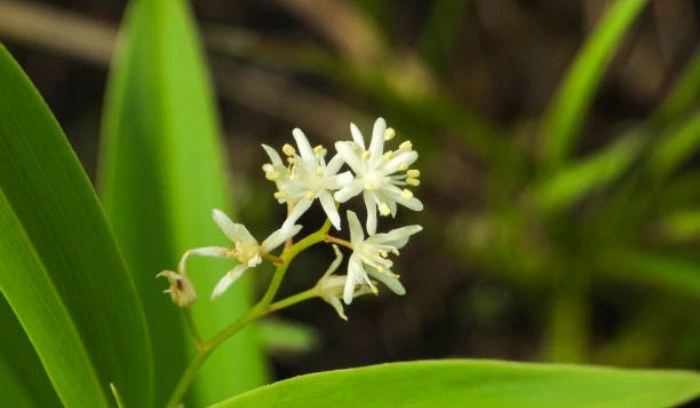 Plants That Look Like Lily of the Valley