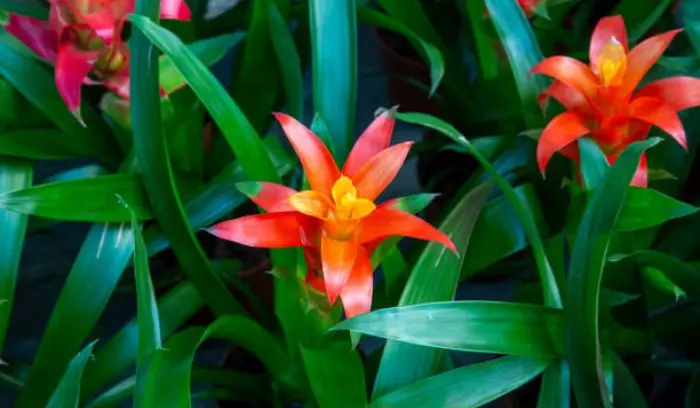 Plants That Look Like Lily of the Valley