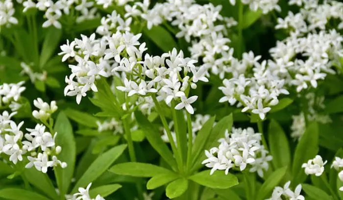 Plants That Look Like Lily of the Valley