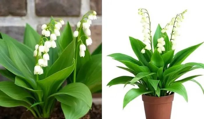 Plants That Look Like Lily of the Valley