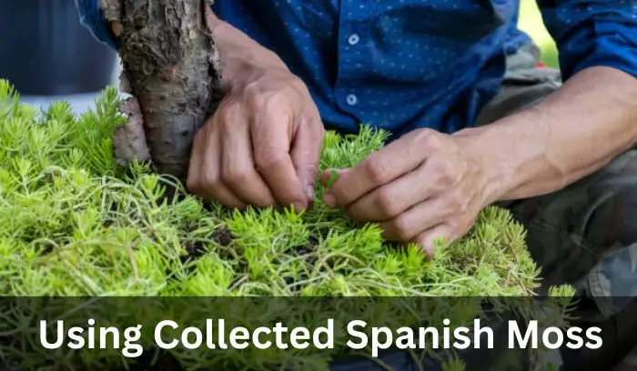 Is It Illegal to Pick Spanish Moss in Florida