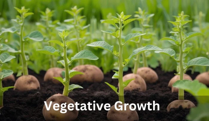 Potato Growth Stages