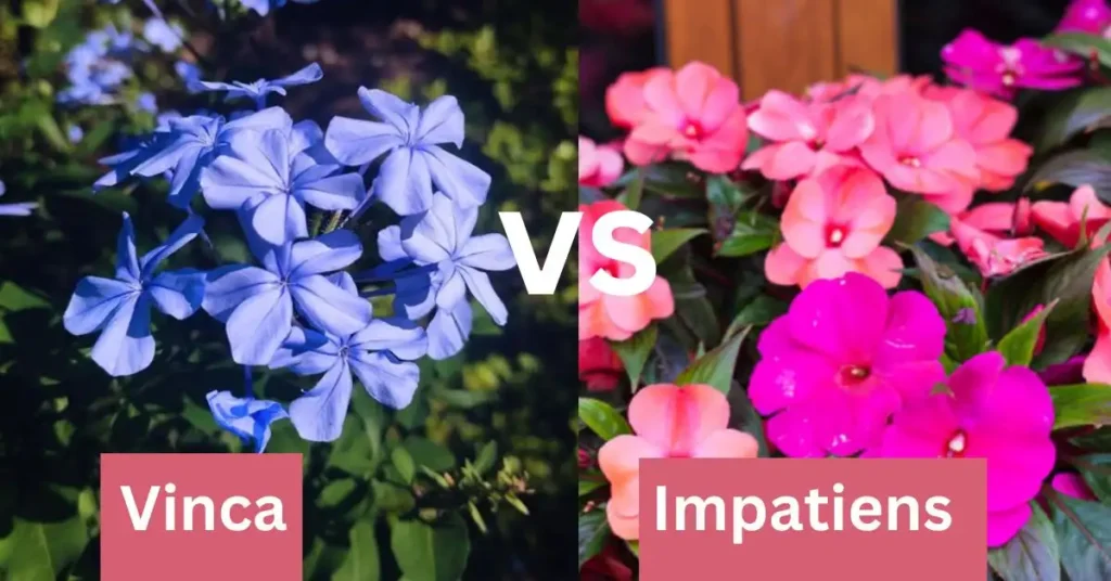 Vinca vs Impatiens: