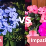 Vinca vs Impatiens: