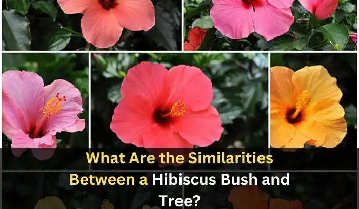 Hibiscus Bush vs Tree