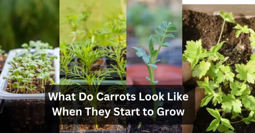 What Do Carrots Look Like When They Start to Grow