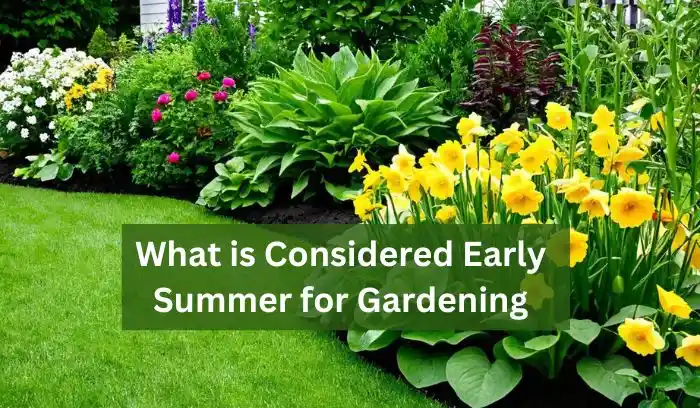 What is Considered Early Summer for Gardening