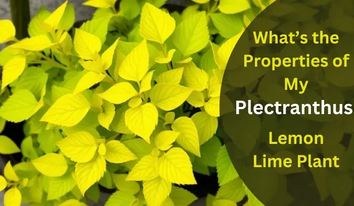 What’s the Properties of My Plectranthus Lemon Lime Plant